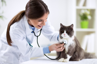 Smiling veterinarian examining a grey and white cat with a stethoscope in a clinic setting