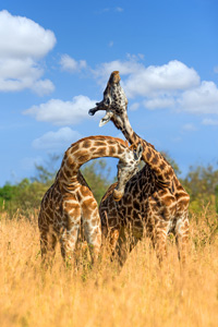 Two giraffes rubbing their heads and necks against each other while standing in a field of tall yellow grass under a blue sky