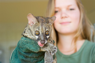 Young woman holding a spotted genet with amber-colored eyes and its pink tongue sticking out in her gloved hand