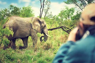 Photographer taking pictures of an elephant eating grass in a wooded area with low branches and lots of greenery