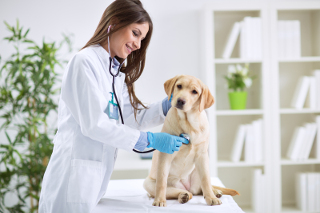 Veterinarian examining a Labrador puppy with a stethoscope in a clinic