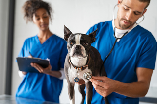 A veterinarian and a vet assistant examining a Boston Terrier dog in a clinic.