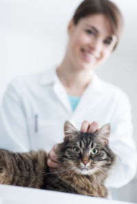 Female veterinarian in lab coat examining a brown and gray tabby cat in a clinic