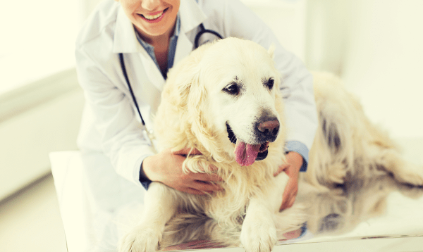 Animal Science & Animal Care Schools Guide Animal Science & Animal Care Schools Guide