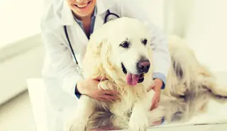Veterinarian examining a dog in a clinic setting