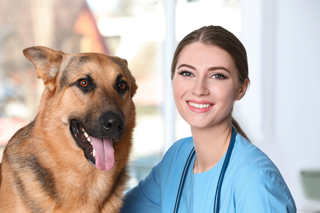 Female veterinarian in blue scrubs with a German Shepherd dog indoors