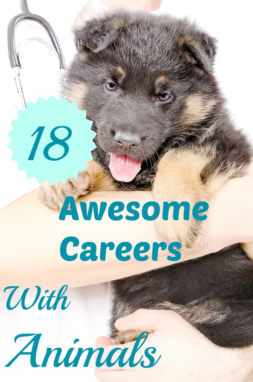 Careers With Animals 18 Awesome Jobs for Animal Lovers