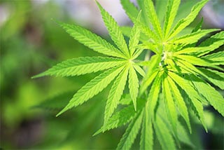 Close-up of bright green cannabis leaves with background
