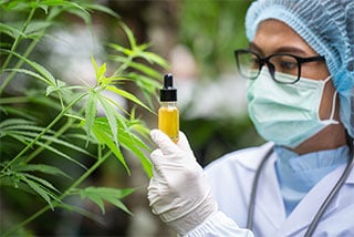 Scientist in lab coat and protective gear examining cannabis oil extract in greenhouse.