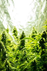 Vibrant cannabis plants with lush green leaves and buds with a bright light background.