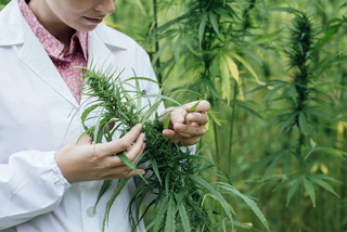 Scientist in lab coat examining cannabis plants in a field for agricultural research and quality control