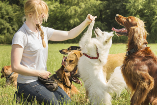 Dog trainer with multiple dogs in a park, with a white dog, a brown dog, and other dogs in the background on a sunny day.