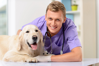 Smiling vet tech in purple scrubs examining a happy golden retriever on a clinic table.