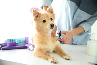 Professional dog groomer trimming the fur of a small tan dog on a grooming table, with grooming tools nearby.