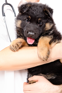 Veterinarian holding a German Shepherd puppy during a checkup on a white background.