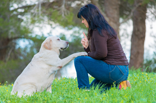 Woman training a white Labrador retriever in a grassy field with trees in the background.