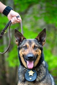 German Shepherd police dog with a badge on its collar on a leash held by a person in a green, background.