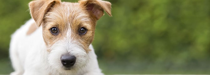 A white Russel Terrier with patches of light-brown fur