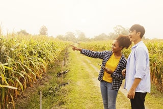 Young woman pointing something out in a cornfield to a man during a bright day, both smiling and engaged