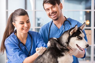 Two smiling veterinarians in blue scrubs examining a happy Siberian Husky in a clinic setting.