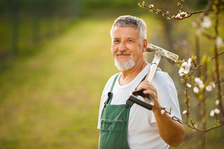 Smiling senior man with gray hair working in orchard, carrying pruning shears, wearing green overalls.