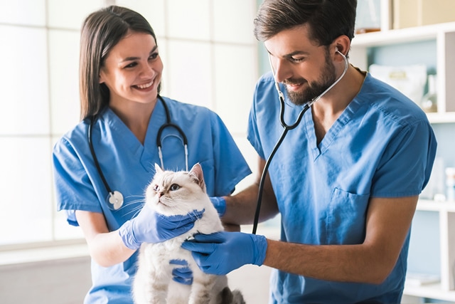 Jobs with animals psychology degree
