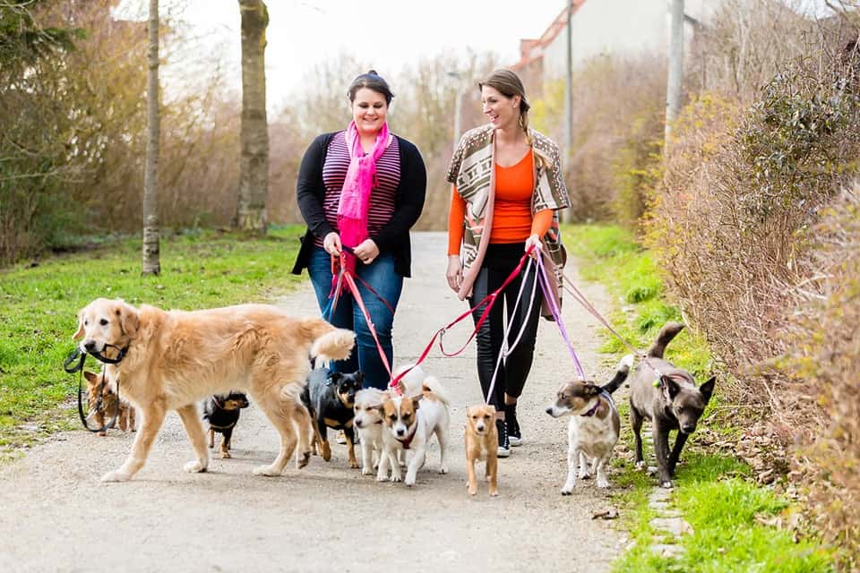 22 Amazing Jobs With Animals That You Should Check Out Now