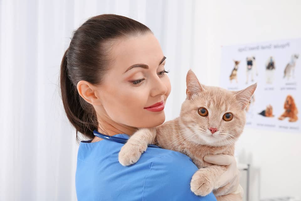 Canadian Veterinary Assistant Schools Animal Care Programs
