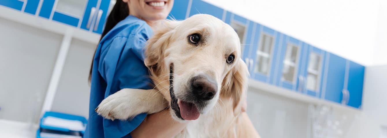 Jobs for veterinary assistant in canada