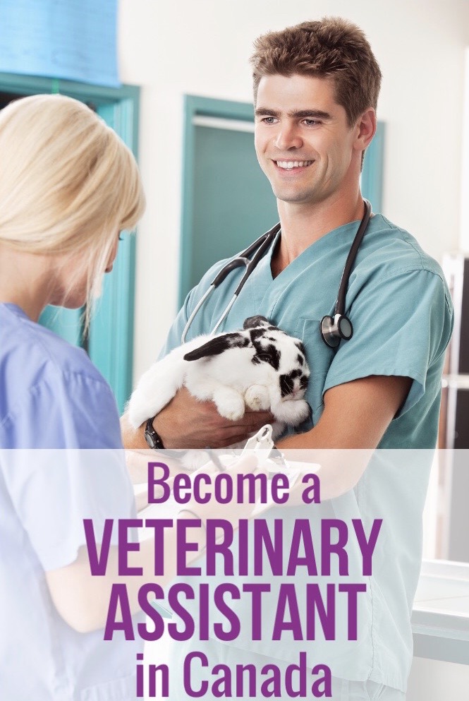 Canadian Veterinary Assistant Schools Animal Care Programs