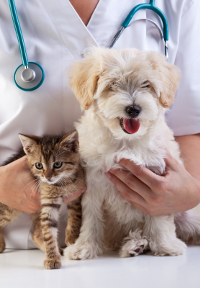 Vet tech with stethoscope holding a small fluffy white dog and a brown tabby cat on a clinic table
