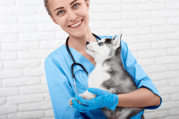 Vet Tech Schools & Veterinary Assistant Programs Near You