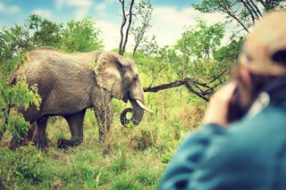 Wildlife photographer taking a picture of an elephant in a lush green environment